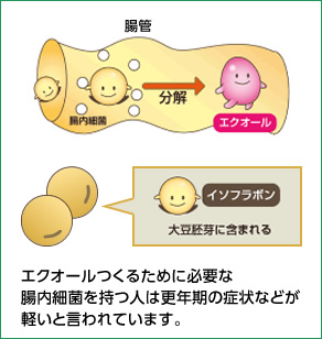 エクオールをつくるために必要な腸内細菌を持つ人は更年期の症状などが軽いことを示すグラフ