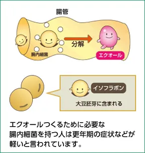 エクオールをつくるために必要な腸内細菌を持つ人は更年期の症状などが軽いことを示すグラフ